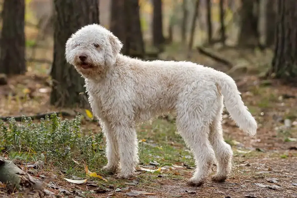 Puszysty lagotto romagnolo w lesie. Zastanawiasz się nad lagotto romagnolo cena?