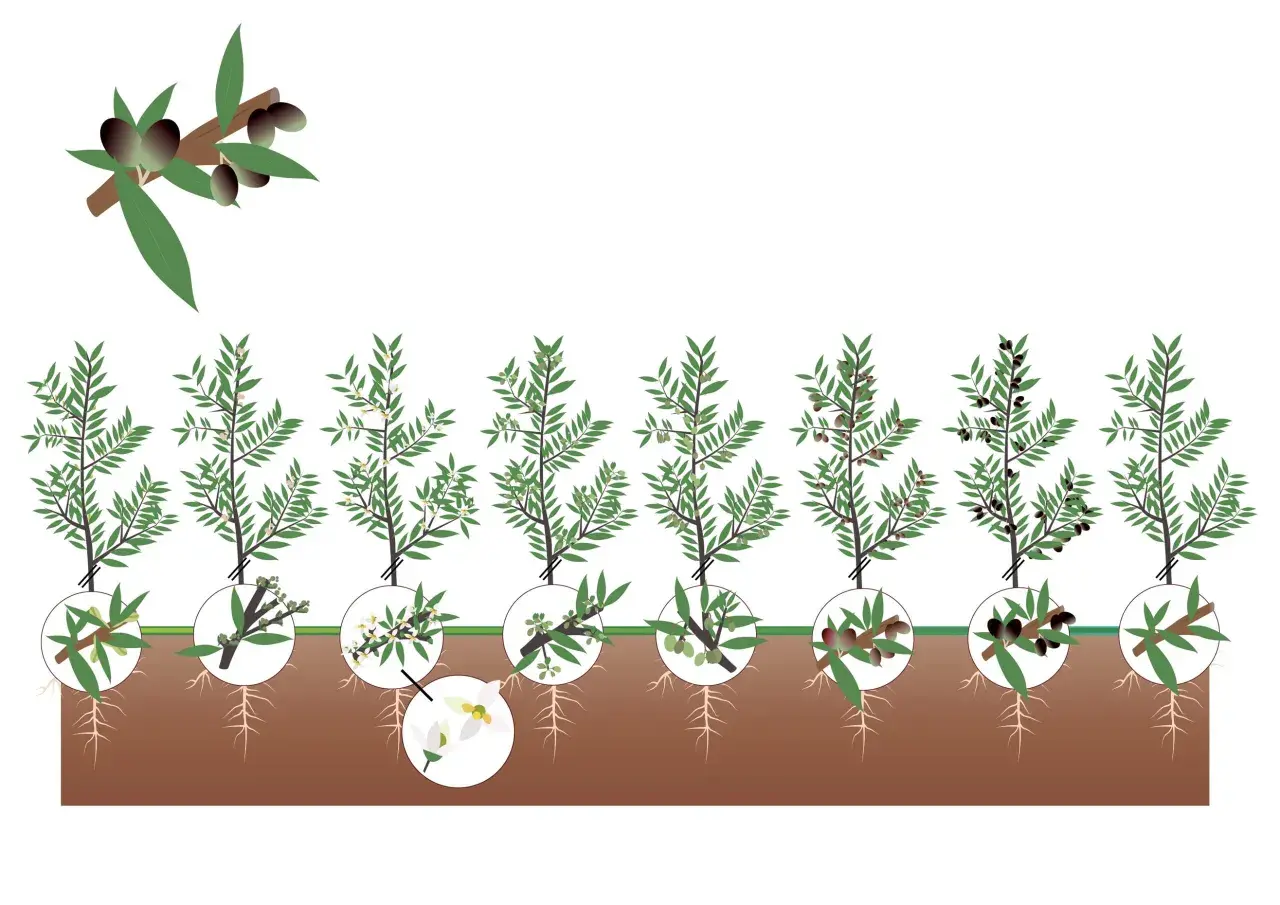 Illustrazione del ciclo di vita dell'olivo, dalla fioritura alla maturazione delle olive, mostrando quante olive produce un albero.