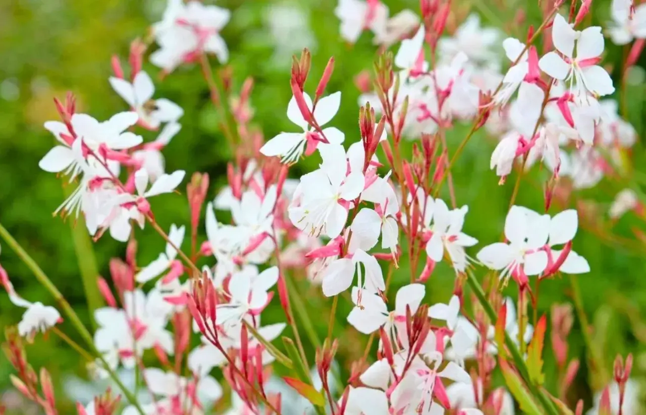 Fleurs de gaura blanches et roses, délicates et aériennes, dans un jardin verdoyant.