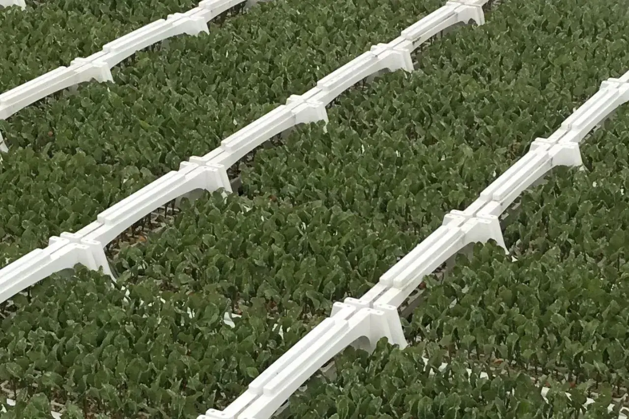 Rzędy młodych roślin, prawdopodobnie buraków, w szklarni. Białe, plastikowe elementy systemu verimark dzielą plantację na sekcje.