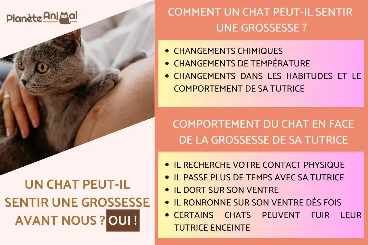 Un chat peut sentir une grossesse avant nous, grâce aux changements chimiques et comportementaux de sa tutrice.