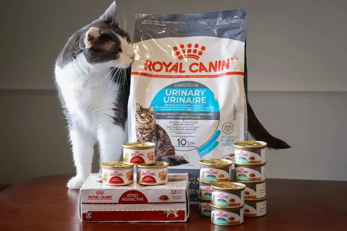 Kot wącha karmę Royal Canin Urinary. Czy to dobra karma? Widać opakowanie i puszki.