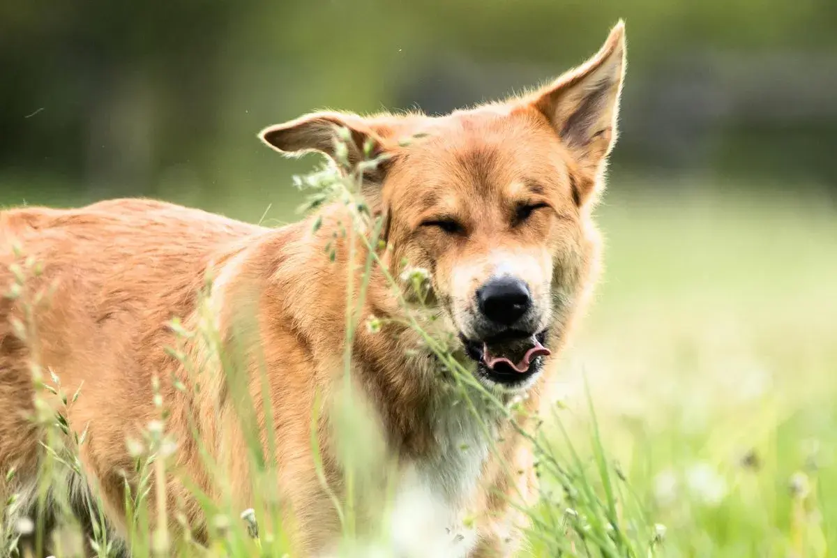 Brauner Hund mit geschlossenen Augen und heraushängender Zunge, der im Gras niest. Wahrscheinlich eine Pollenallergie bei Hunden.