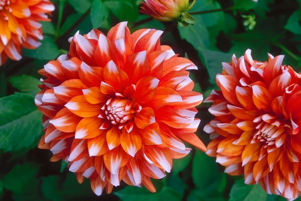 Deux fleurs dahlia aux pétales bicolores orange et blancs, avec un bouton floral en arrière-plan.