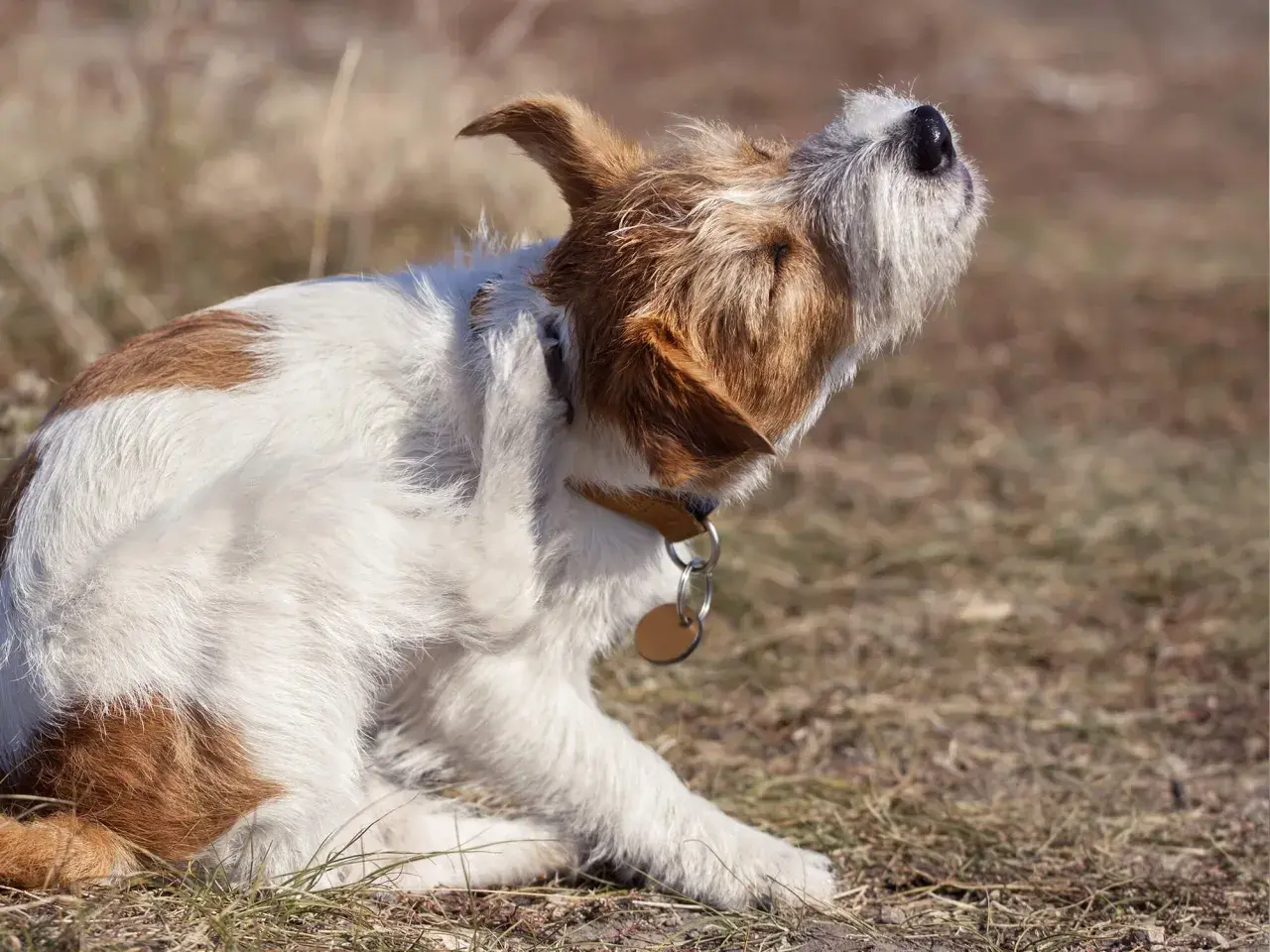 Ein Hund kratzt sich am Ohr, vielleicht wegen Milben. Ivermectin könnte helfen.