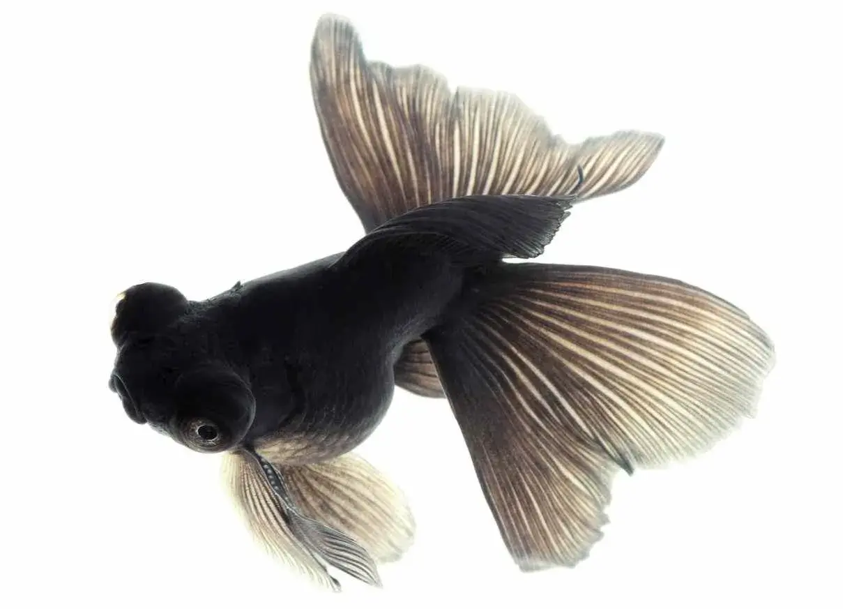 Un pez negro con aletas amplias y delicadas, como un velo, nada en un acuario.