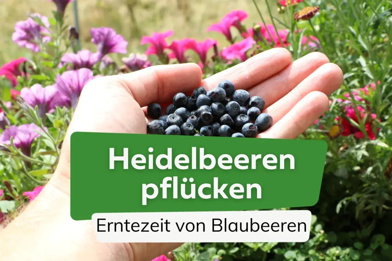 Eine Hand hält frisch gepflückte Heidelbeeren. Die Erntezeit von Blaubeeren ist jetzt!