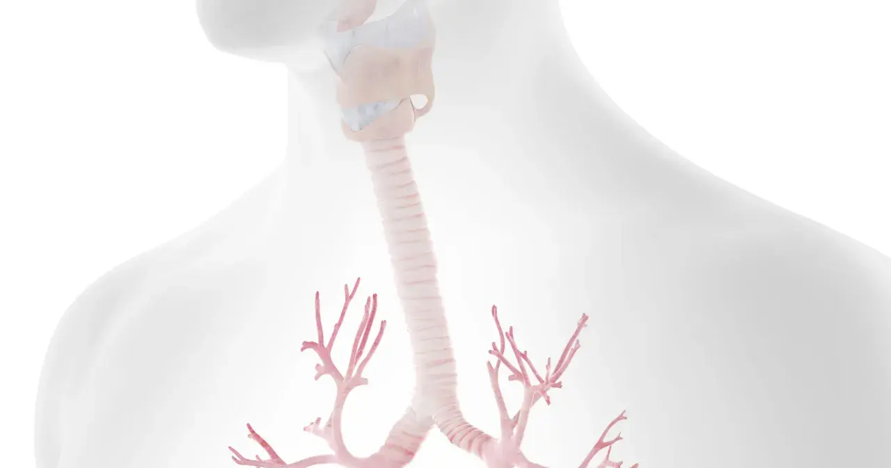 Anatomia krtani i tchawicy, z widocznymi rozgałęzieniami oskrzeli. Ilustracja może pomóc zrozumieć zapalenie tchawicy.