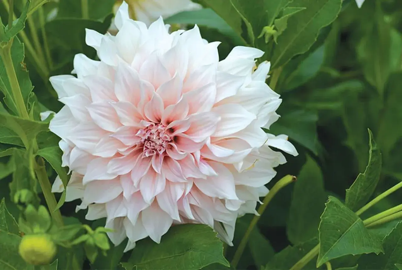 En vacker, ljusrosa och vit dahlia blommar i frodig jord till dahlior.