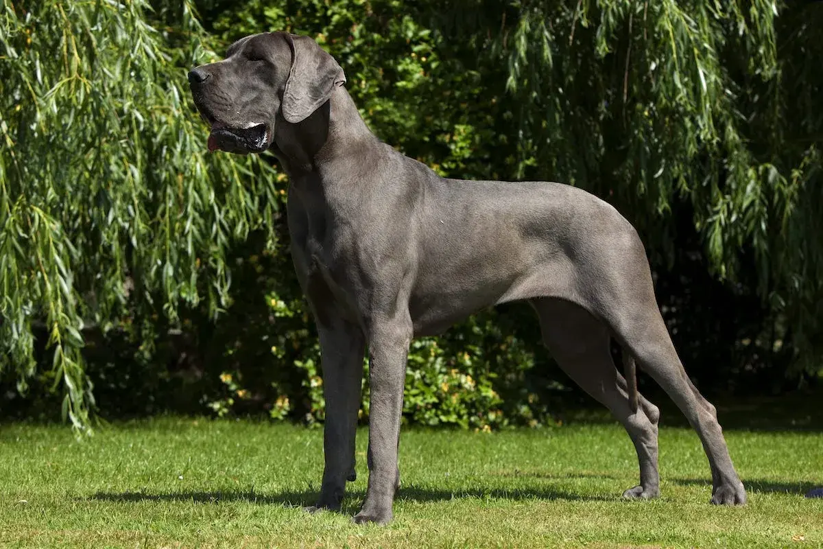 Duży szary pies, dog niemiecki, dumnie stoi na trawniku, w tle zielone drzewa.