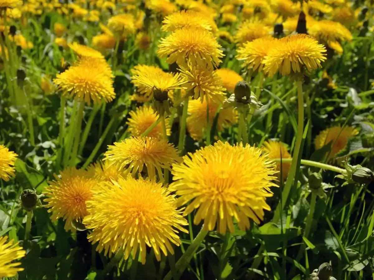 Campo fiorito di tarassaco, un fiore giallo brillante noto per le sue molteplici proprietà benefiche.