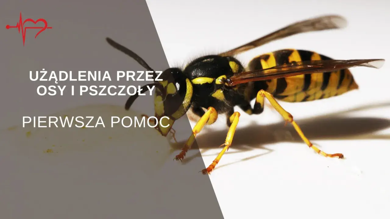 Osa na białym tle, tekst informuje o użądleniach przez osy i pszczoły oraz pierwszej pomocy.