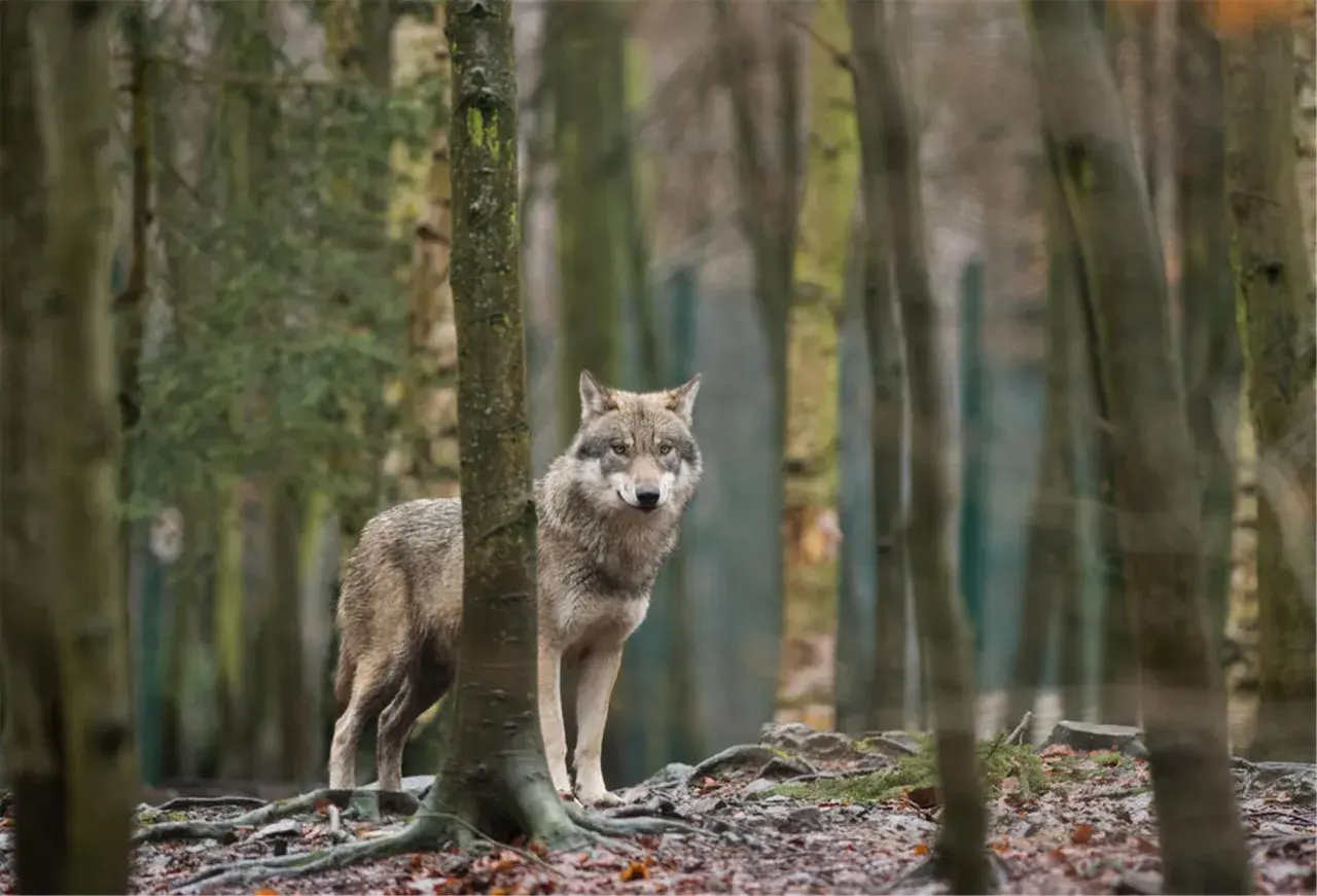 Ein Wolf steht im Wald, neugierig blickend. Er scheint aufmerksam, als ob er einen Menschen in der Nähe wahrnimmt.