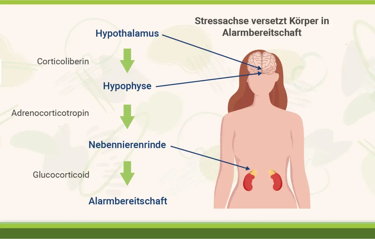 Die Stressachse: Hypothalamus, Hypophyse, Nebennierenrinde und Glucocorticoide. Rhodiola Rosea Wirkung kann hier unterstützend wirken.