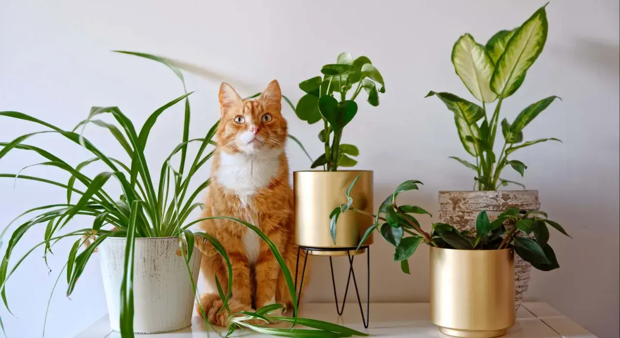 Gato naranja sentado entre varias plantas no tóxicas para gatos, creando un rincón verde y seguro.