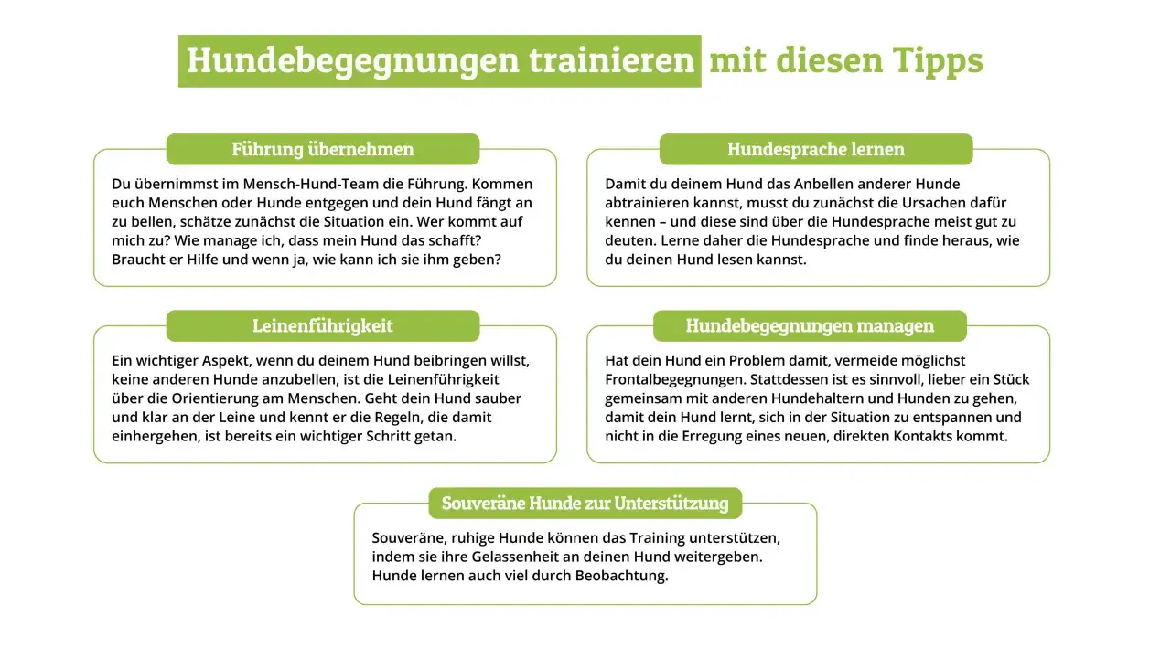 Hund bellt andere Hunde an? Lerne Hundesprache, um die Ursachen zu verstehen und deinem Hund zu helfen, ruhiger zu bleiben.