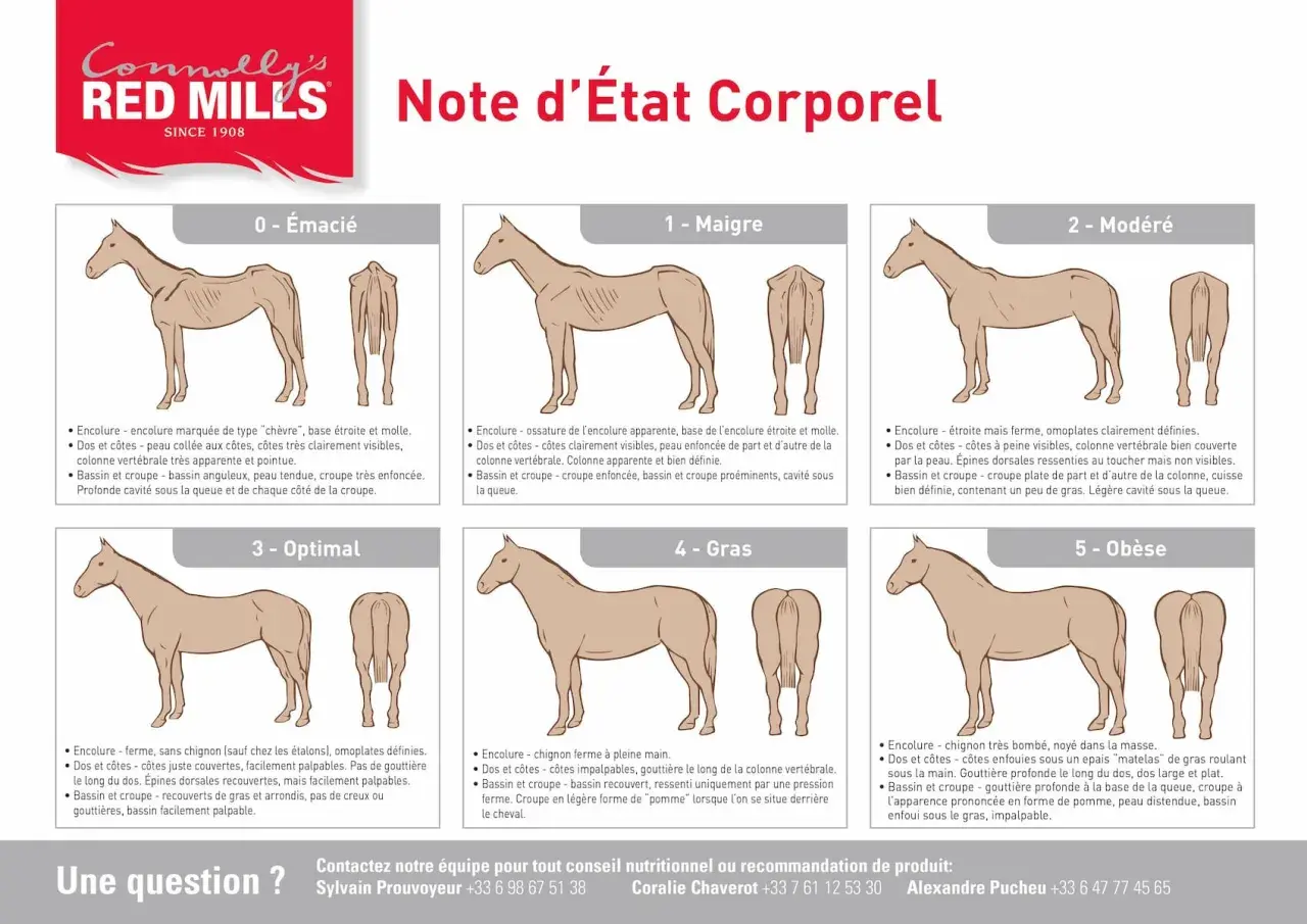 Illustration d'un vieux cheval maigre, avec des côtes saillantes et une encolure fine. L'alimentation est cruciale pour sa santé.