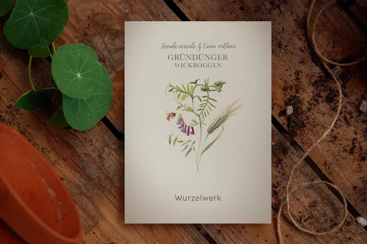 Eine botanische Illustration zeigt eine Biene, die eine lila Blüte der Wicke umkreist, neben einem Grashalm. Der Titel "Gründünger Wickroggen" deutet auf die Verwendung als Bodendecker hin.