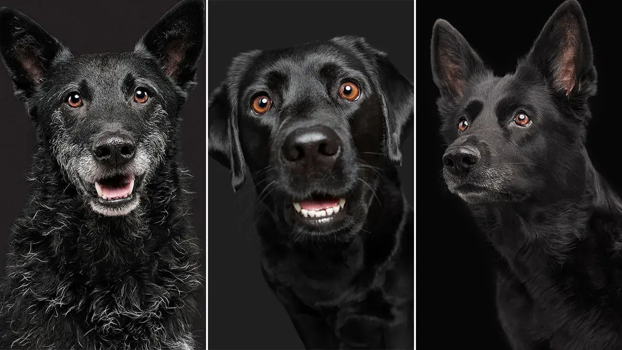 Tres perros negros, cada uno con una expresión única, como si soñar con perro negro fuera una realidad.