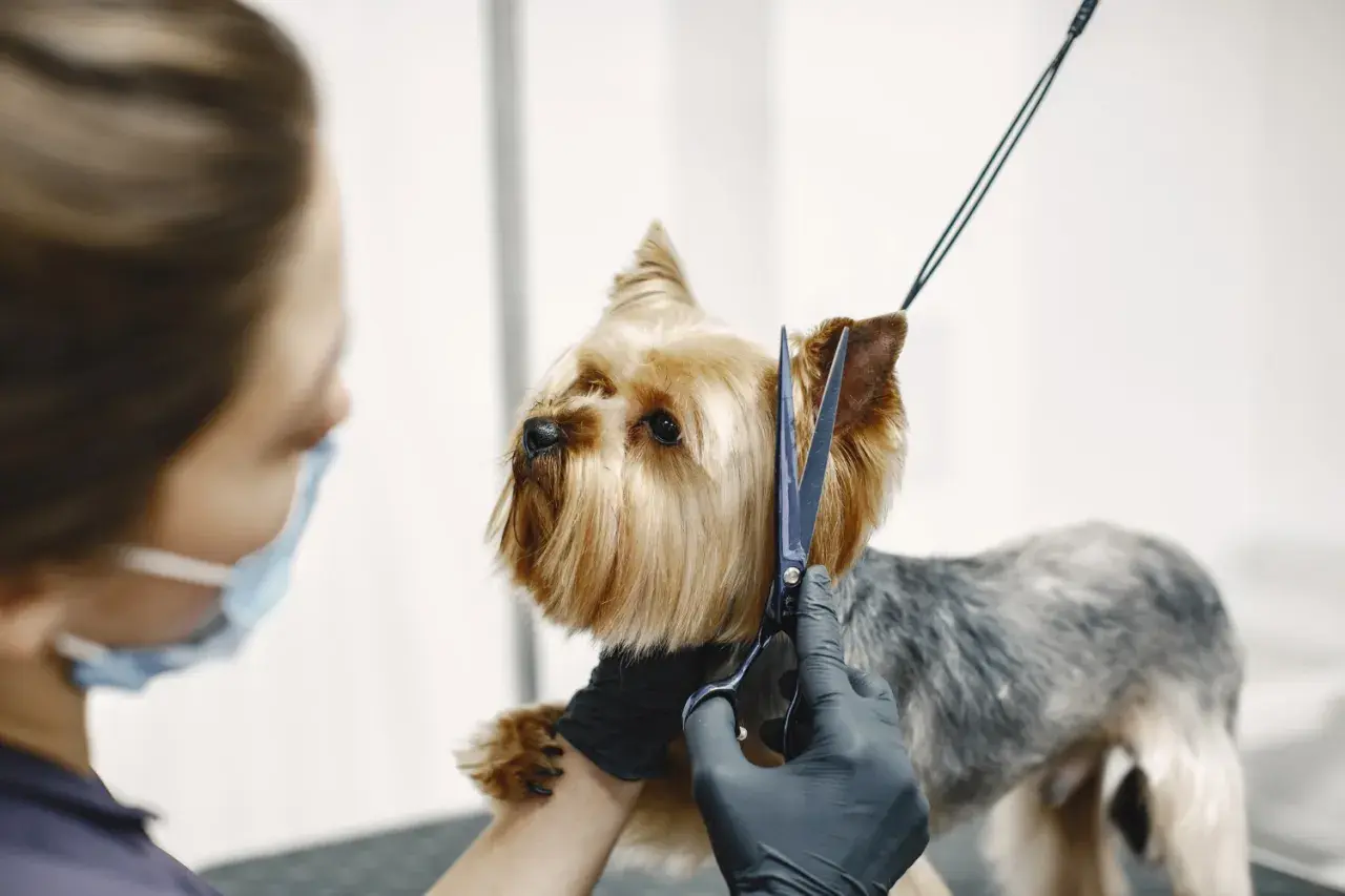 Kto to groomer? To osoba, która pielęgnuje sierść psa. Tutaj groomer strzyże uroczego yorka.