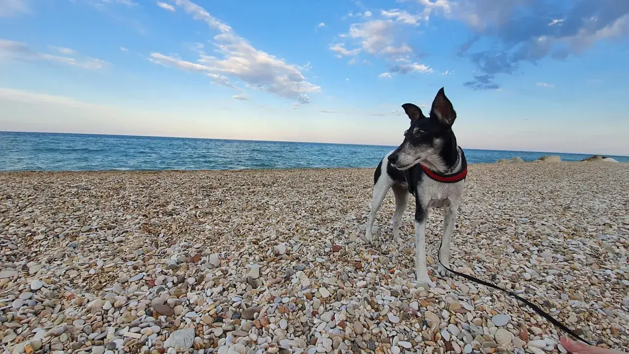 Cane nero e bianco su una spiaggia di ciottoli, con il mare blu e il cielo sereno sullo sfondo. Un luogo ideale per le spiagge per cani nelle Marche.