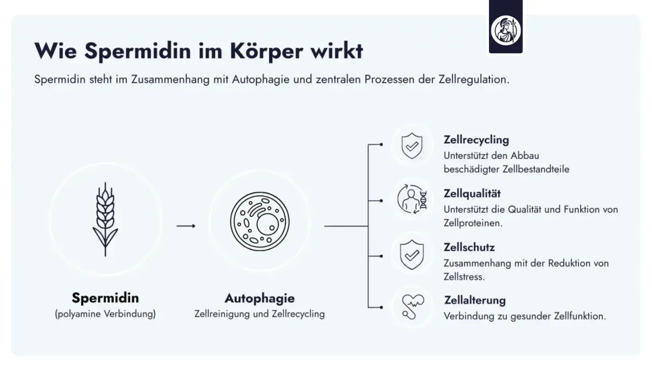 Spermidin, eine polyamine Verbindung, fördert Autophagie, Zellrecycling, Zellqualität, Zellschutz und Zellalterung für gesunde Zellfunktion.