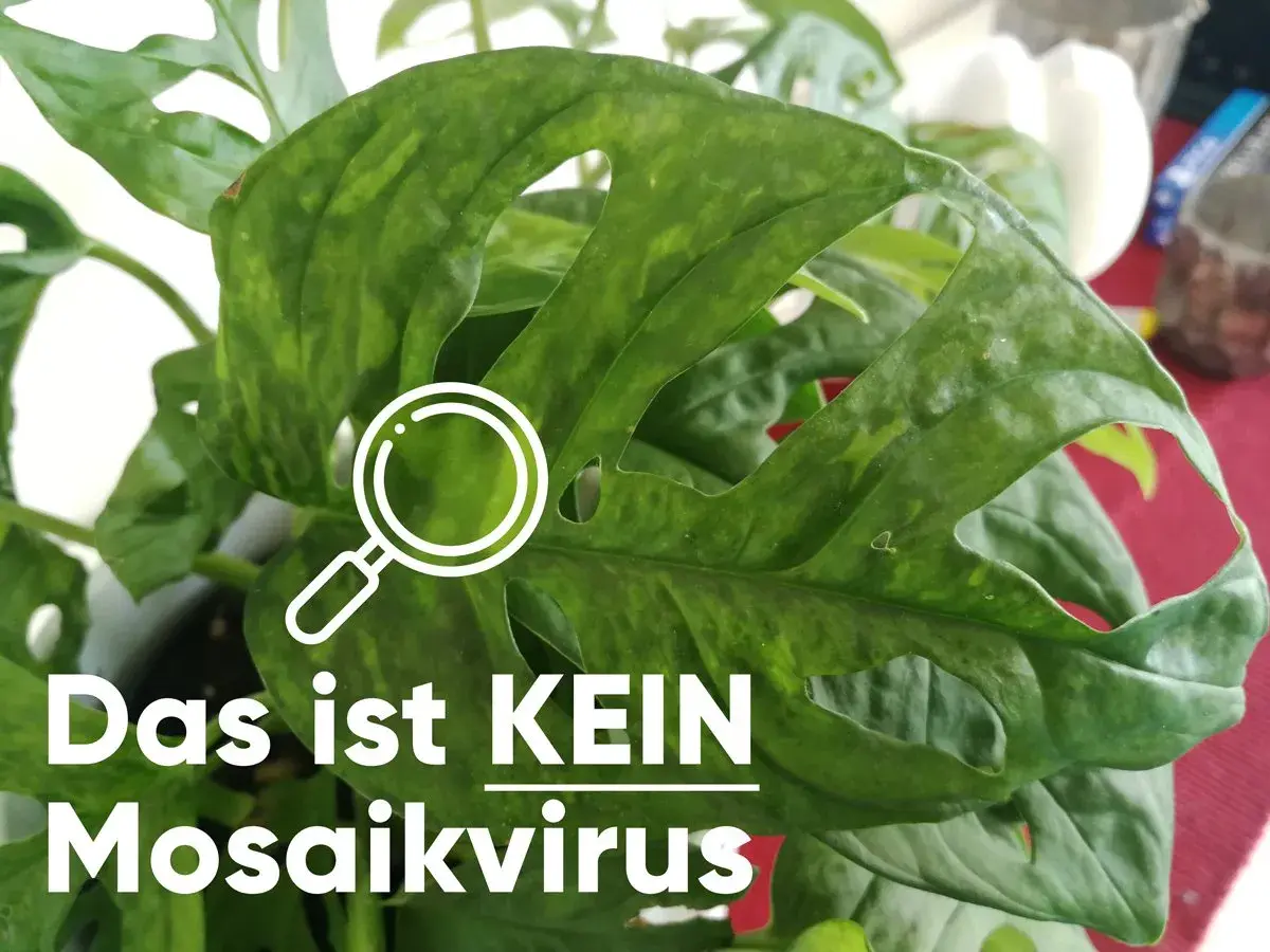 Grüne Monstera-Blätter mit Flecken, die nicht auf einen Mosaikvirus hindeuten. Eine Lupe symbolisiert die Untersuchung.