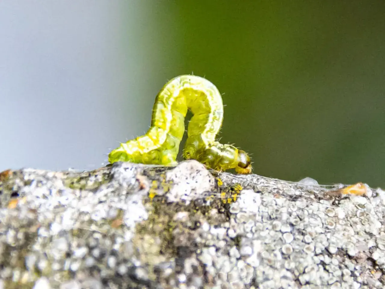 Grüne Raupe auf einem Ast, ein typisches frostspanner schadbild.