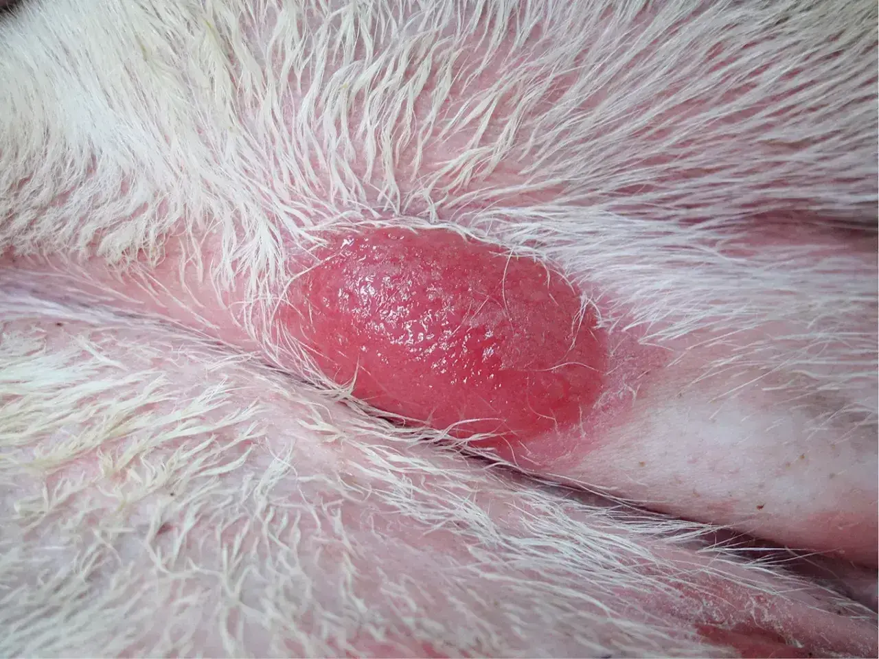 Czerwona, błyszcząca zmiana skórna u psa, widoczna na białej sierści. To może być mastocytoma.