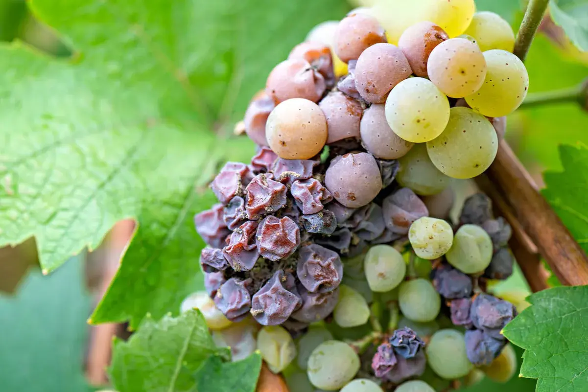 Grappolo d'uva con acini appassiti e alcuni ancora succosi, un preludio al dolce vino muffato.