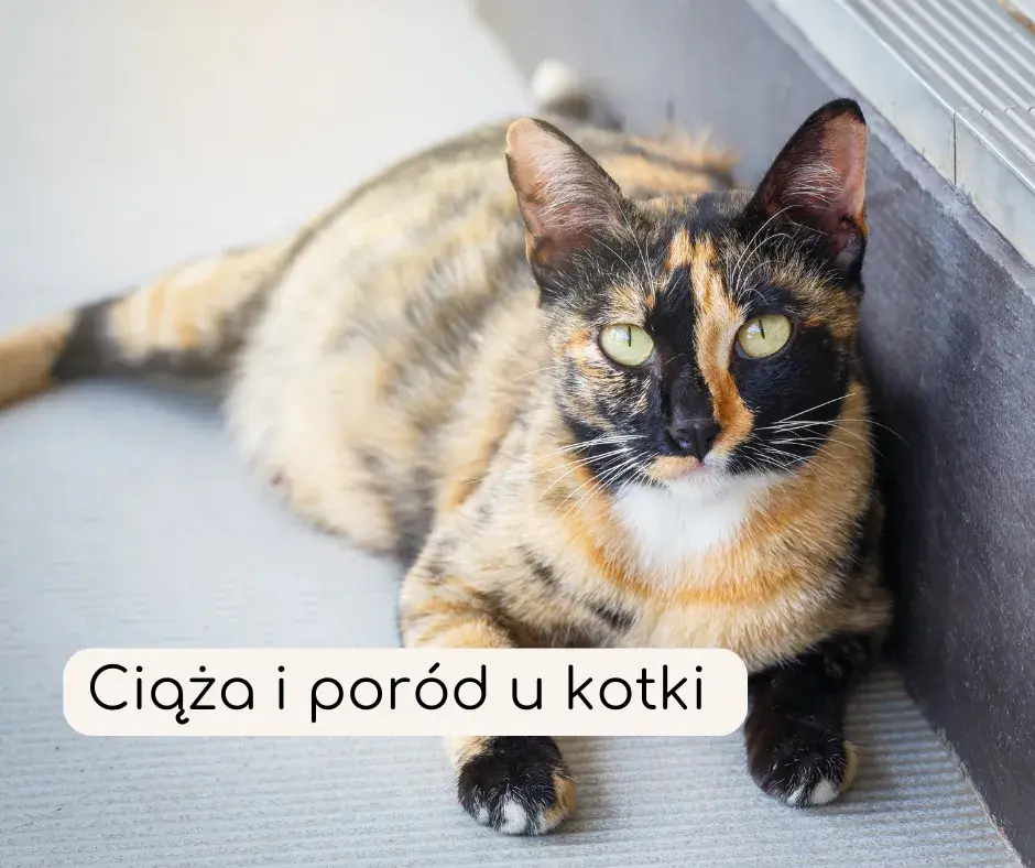 Po czym poznać, że kotka jest w ciąży? Objawy, które musisz znać