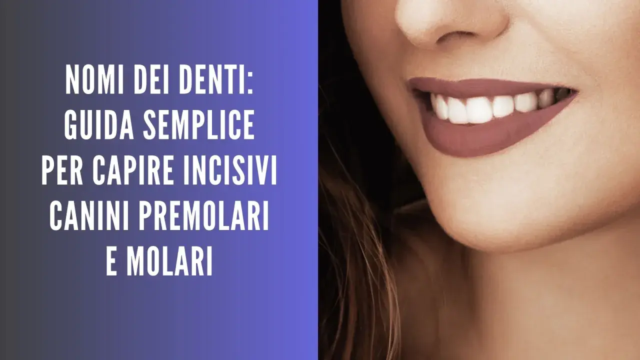 Guida ai nomi dei denti: incisivi, canini, premolari e molari. Un sorriso smagliante con denti perfetti.
