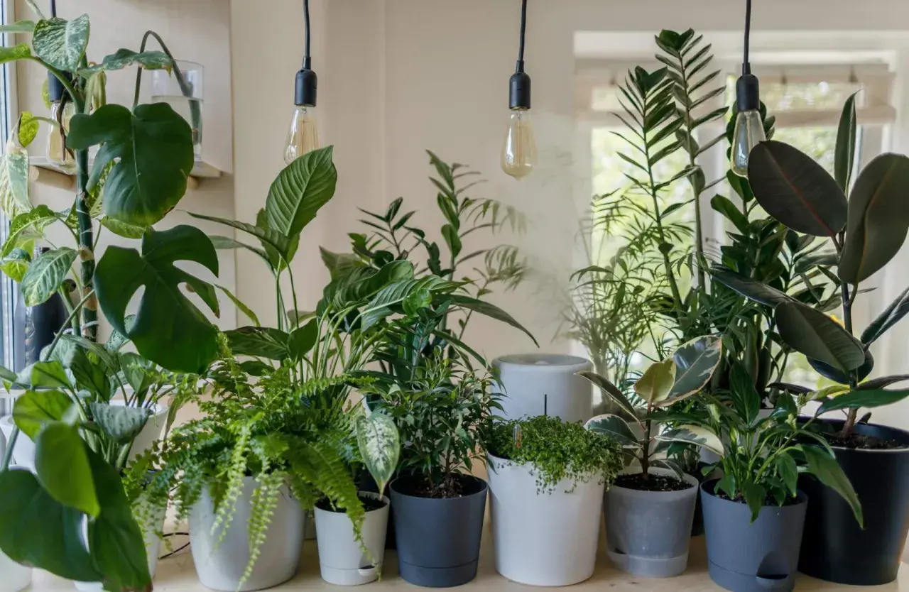 Letnie kompozycje kwiatowe w donicach tworzą zieloną oazę. Wśród nich monstera, paproć i figowiec.
