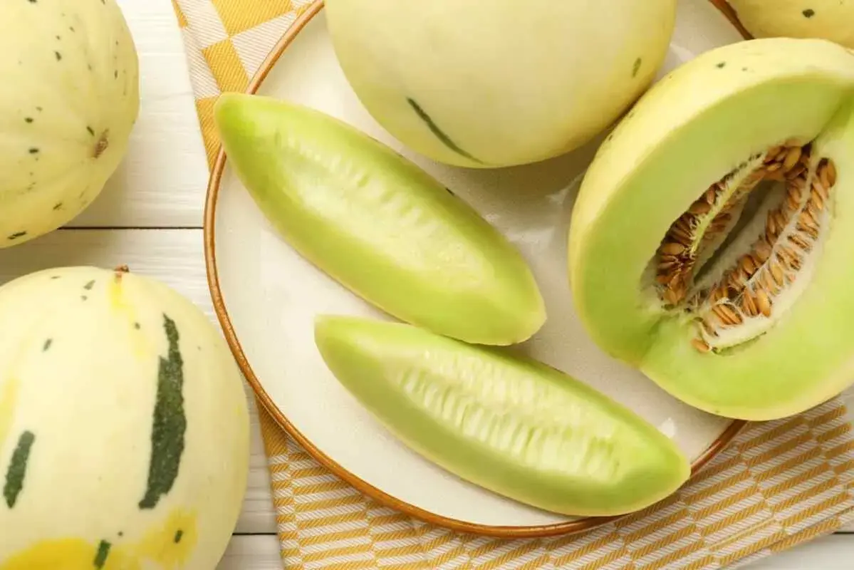 Czy pies może jeść melona? Bezpieczne zasady i zdrowe korzyści