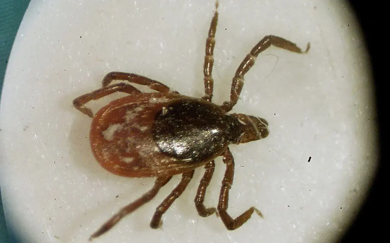 En närbild av en fästing, en av många insekter i Sverige. Den har åtta ben och en mörkbrun kropp med ljusare fläckar.