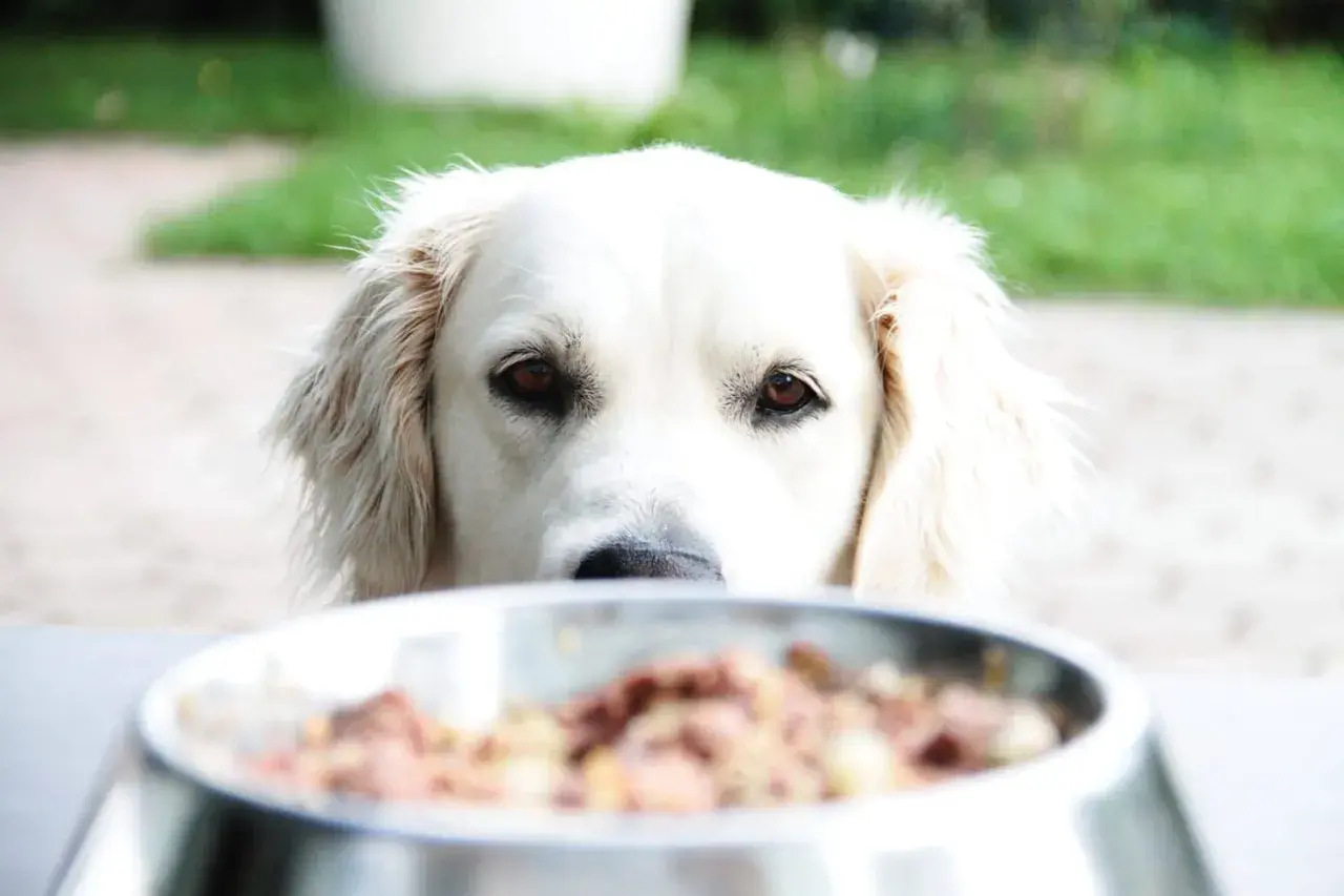 Ein neugieriger Hund blickt über seinen Napf mit BARF-Futter. Die Umstellung auf BARF ist eine gesunde Entscheidung für Ihren Hund.