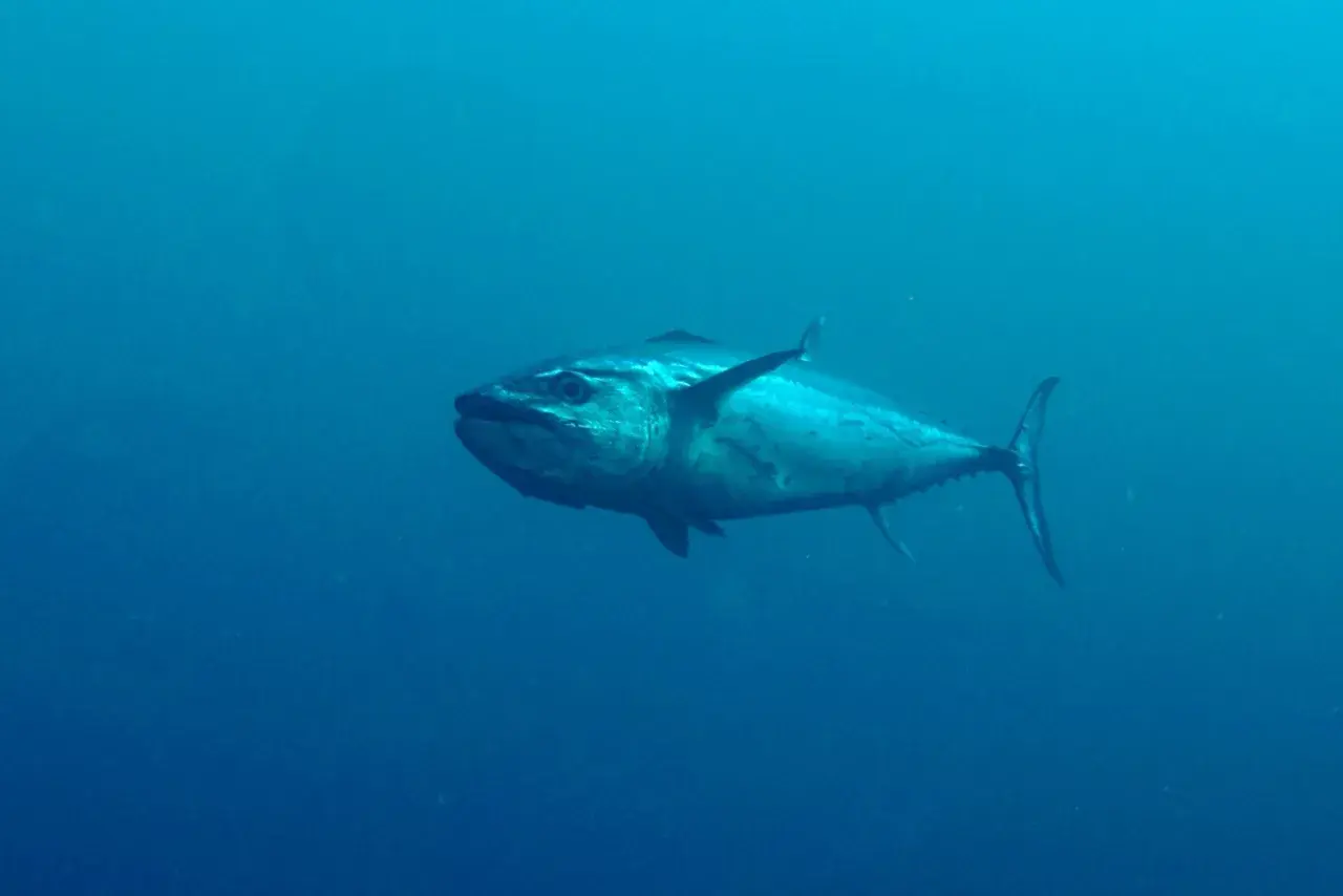 Ein großer Hundszahnfisch schwimmt im tiefblauen Ozean.