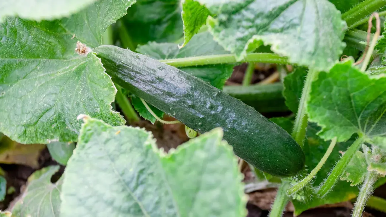 Un cetriolo verde e rugoso cresce tra le foglie rigogliose. Una guida visiva su come coltivare i cetrioli.