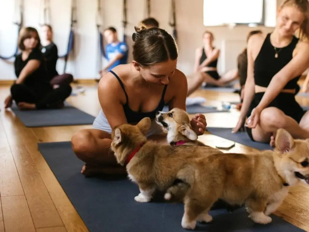 Uczestnicy zajęć **joga z pieskami** na matach, w tym młoda kobieta bawiąca się z dwoma szczeniakami corgi.