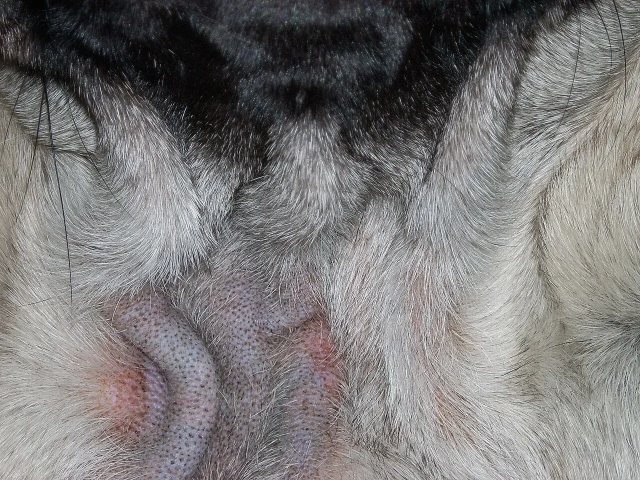 Nahaufnahme der Hautfalten eines Hundes, die gerötet und gereizt sind, möglicherweise durch Demodexmilben im Auge oder auf der Haut.