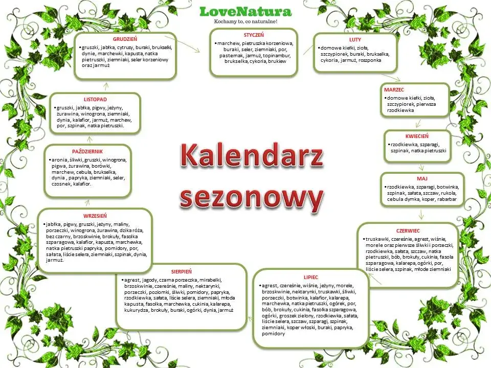 Kiedy sezon na cukinie? Lipiec i sierpień smak i oszczędność