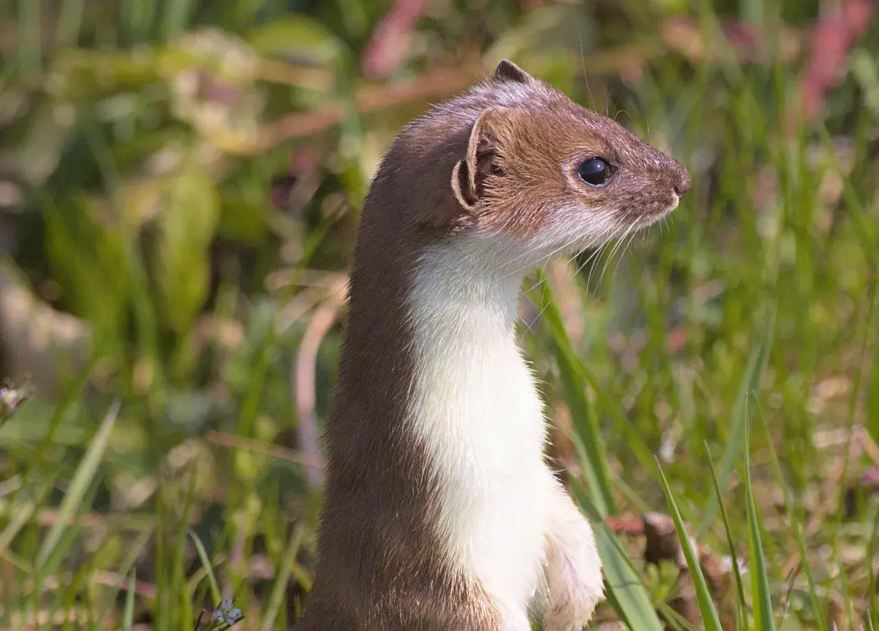 Ein Mauswiesel steht aufrecht im Gras, bereit, seine nächste Mauswiesel Nahrung zu jagen.