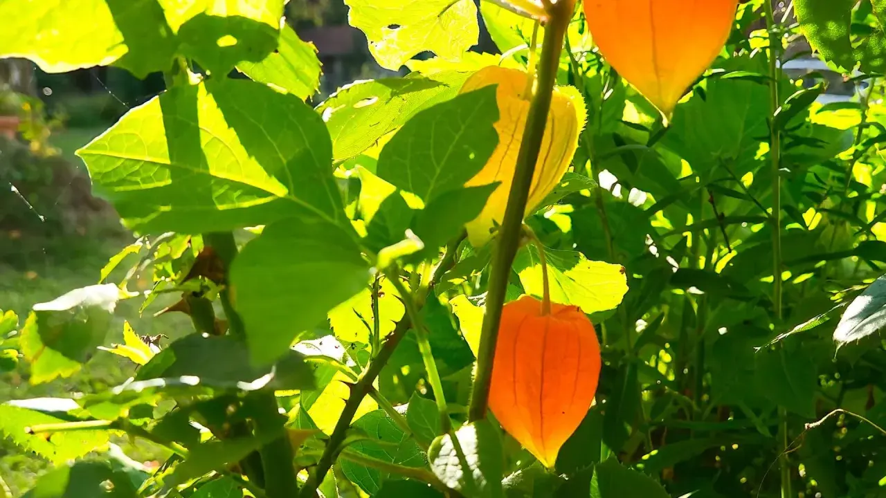 Sonniger **Physalis-Standort** mit leuchtend orangen Lampions und grünen Blättern. Ein Spinnennetz glänzt im Licht.