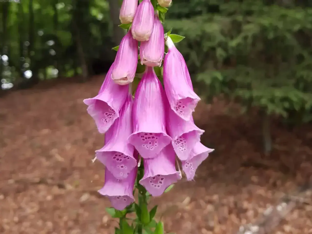 Ein Bündel rosa Fingerhut-Glockenblumen, die im Wald wachsen. Achtung: Fingerhut ist giftig!