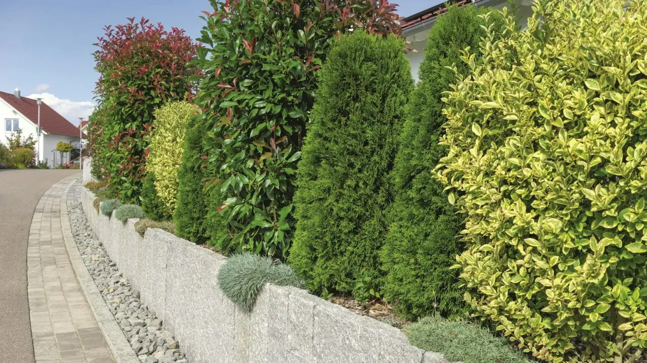 Eine gepflegte **Thuja-Hecke** bildet mit anderen Sträuchern eine grüne Grenze entlang einer Steineinfassung.