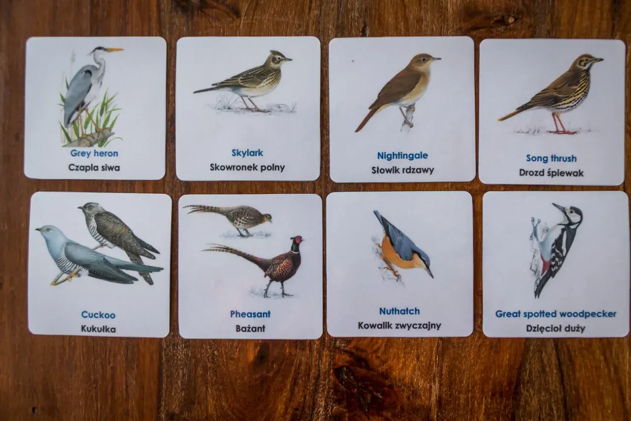 Karty z ptakami: Grey heron, Skylark, Nightingale, Song thrush, Cuckoo, Pheasant, Nuthatch, Great spotted woodpecker.