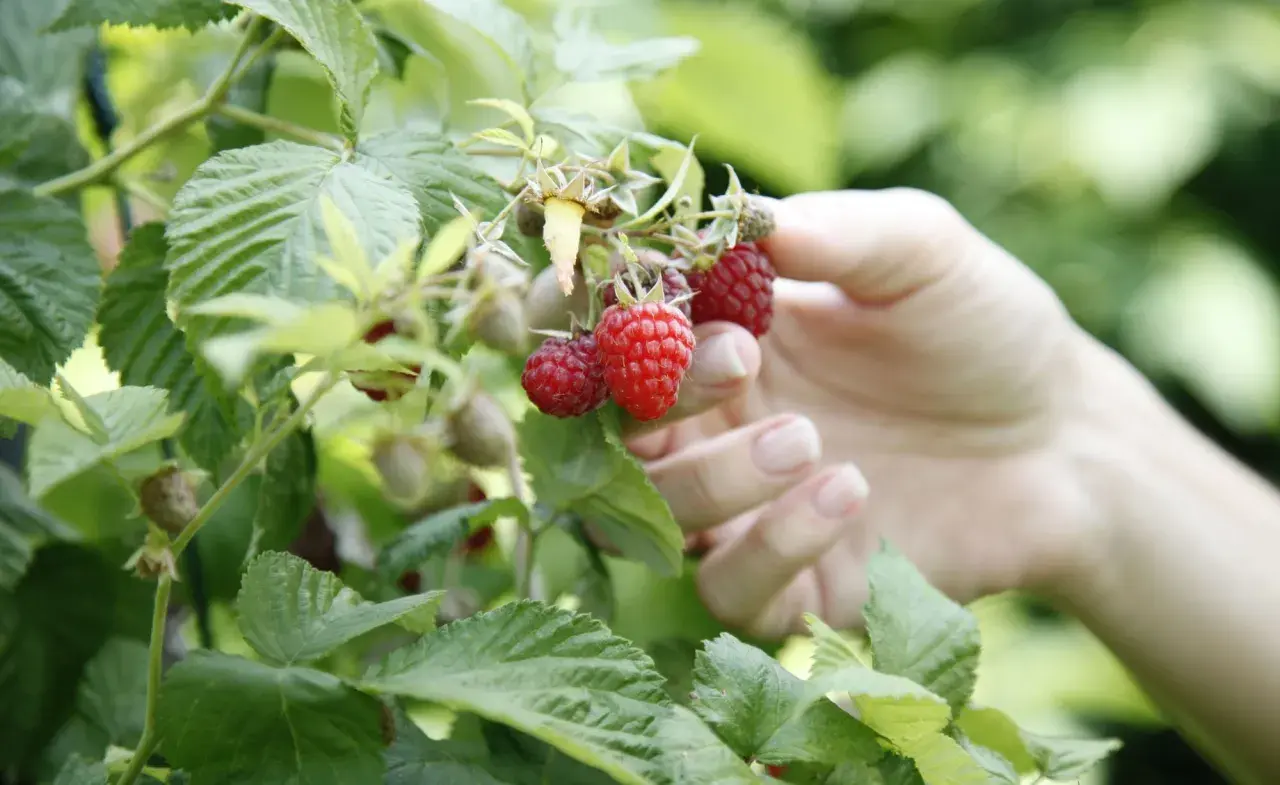 Hand pflückt reife, rote Himbeeren. Die Frage "wann sind Himbeeren reif?" beantwortet sich hier von selbst: Sie sind es, wenn sie leuchtend rot sind und sich leicht vom Zweig lösen lassen.