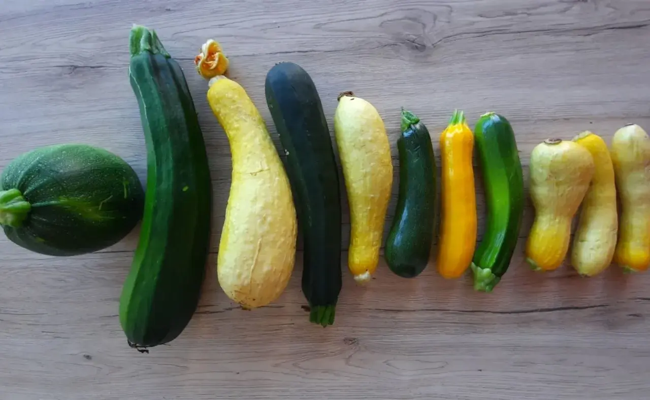 Une variété de courgettes vertes et jaunes, certaines rondes, d'autres allongées, alignées sur une surface en bois.