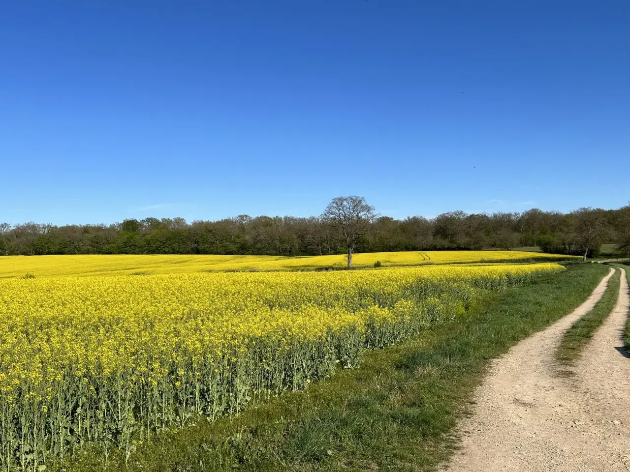 Vaste étendue de champs de colza en fleurs sous un ciel bleu éclatant. Un chemin de terre serpente à travers l'herbe verte, menant vers l'horizon.