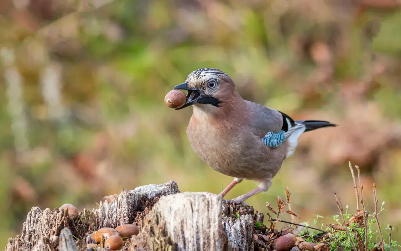 Eichelhäher mit Eichel im Schnabel, bereit zum Verstecken. Ein Vogel, der weiß, wer frisst Eicheln.